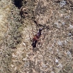 Iridomyrmex purpureus at Acton, ACT - 21 Sep 2018