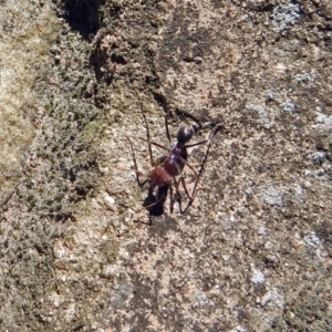 Iridomyrmex purpureus at Acton, ACT - 21 Sep 2018 01:48 PM