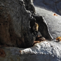 Apis mellifera (European honey bee) at Hackett, ACT - 21 Sep 2018 by RodDeb