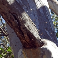 Apis mellifera at Hackett, ACT - 21 Sep 2018