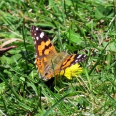 Vanessa kershawi (Australian Painted Lady) at Acton, ACT - 21 Sep 2018 by RodDeb