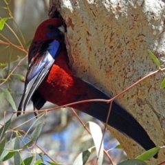 Platycercus elegans (Crimson Rosella) at Acton, ACT - 21 Sep 2018 by RodDeb