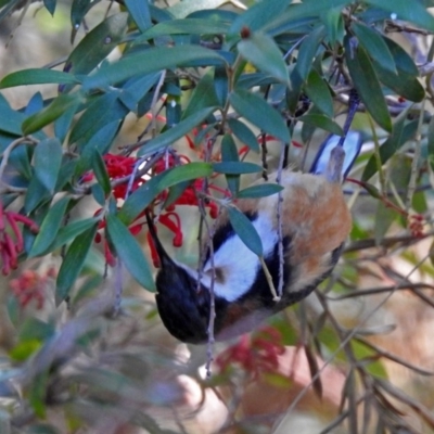 Acanthorhynchus tenuirostris (Eastern Spinebill) at ANBG - 21 Sep 2018 by RodDeb