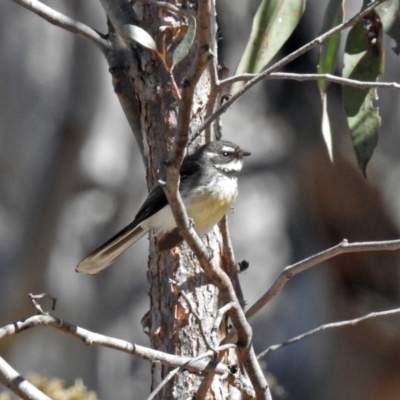 Rhipidura albiscapa (Grey Fantail) at Acton, ACT - 21 Sep 2018 by RodDeb