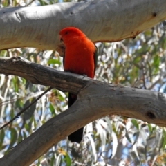 Alisterus scapularis (Australian King-Parrot) at ANBG - 21 Sep 2018 by RodDeb