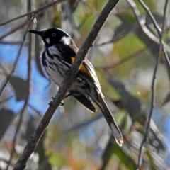 Phylidonyris novaehollandiae (New Holland Honeyeater) at ANBG - 21 Sep 2018 by RodDeb