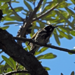 Phylidonyris novaehollandiae at Acton, ACT - 21 Sep 2018