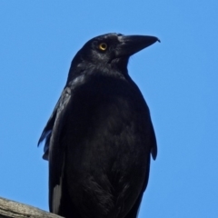 Strepera graculina (Pied Currawong) at Acton, ACT - 21 Sep 2018 by RodDeb