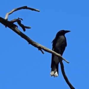 Strepera graculina at Acton, ACT - 21 Sep 2018