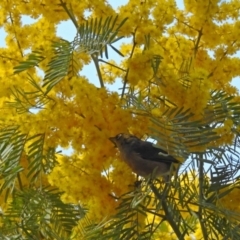 Zosterops lateralis at Acton, ACT - 21 Sep 2018