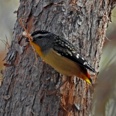 Pardalotus punctatus (Spotted Pardalote) at Acton, ACT - 21 Sep 2018 by RodDeb