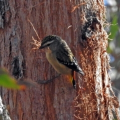 Pardalotus punctatus at Acton, ACT - 21 Sep 2018