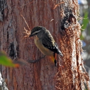 Pardalotus punctatus at Acton, ACT - 21 Sep 2018