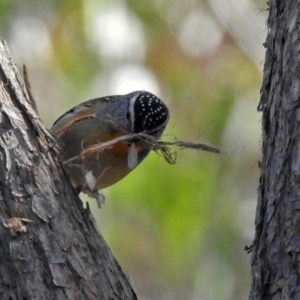 Pardalotus punctatus at Acton, ACT - 21 Sep 2018