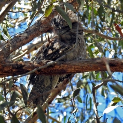 Podargus strigoides (Tawny Frogmouth) at Acton, ACT - 21 Sep 2018 by RodDeb