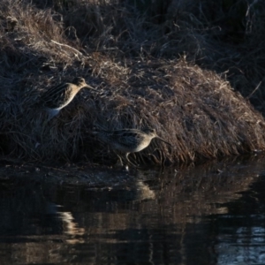 Gallinago hardwickii at Fyshwick, ACT - 21 Sep 2018