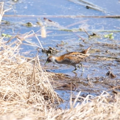 Zapornia pusilla (Baillon's Crake) at Fyshwick, ACT - 21 Sep 2018 by redsnow