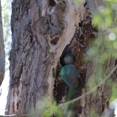 Psephotus haematonotus (Red-rumped Parrot) at Jerrabomberra Wetlands - 21 Sep 2018 by redsnow