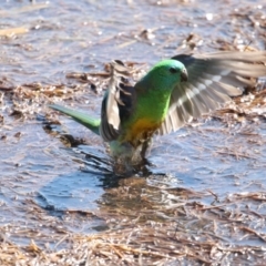 Psephotus haematonotus (Red-rumped Parrot) at Fyshwick, ACT - 21 Sep 2018 by redsnow