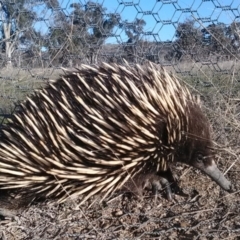 Tachyglossus aculeatus (Short-beaked Echidna) at Mulligans Flat - 21 Sep 2018 by cf17