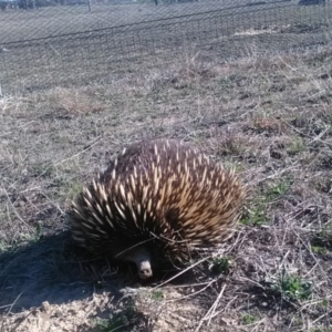 Tachyglossus aculeatus at Amaroo, ACT - 21 Sep 2018 03:18 PM