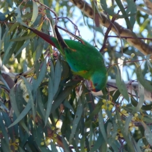 Lathamus discolor at Parkes, ACT - suppressed