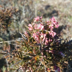 Lissanthe strigosa subsp. subulata at Amaroo, ACT - 13 Sep 2018