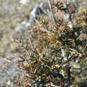 Lissanthe strigosa subsp. subulata at Amaroo, ACT - 13 Sep 2018