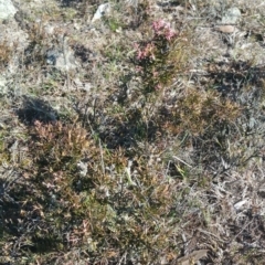 Lissanthe strigosa subsp. subulata at Amaroo, ACT - 13 Sep 2018