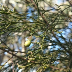 Exocarpos cupressiformis at Amaroo, ACT - 13 Sep 2018