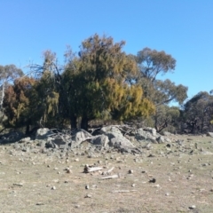 Exocarpos cupressiformis at Amaroo, ACT - 13 Sep 2018