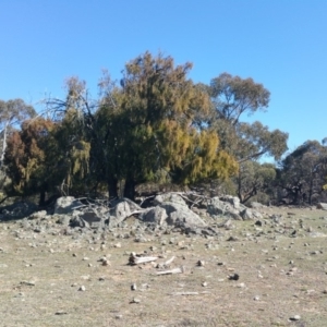 Exocarpos cupressiformis at Amaroo, ACT - 13 Sep 2018