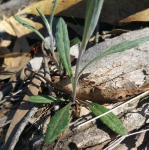 Senecio sp. at Amaroo, ACT - 13 Sep 2018