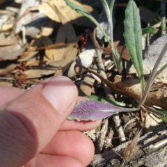 Senecio sp. at Amaroo, ACT - 13 Sep 2018