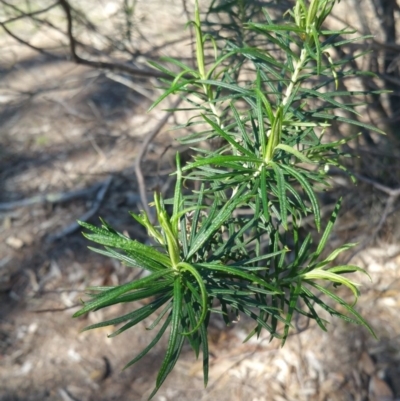 Cassinia longifolia (Shiny Cassinia, Cauliflower Bush) at Amaroo, ACT - 12 Sep 2018 by nath_kay