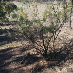 Cassinia longifolia at Amaroo, ACT - 13 Sep 2018