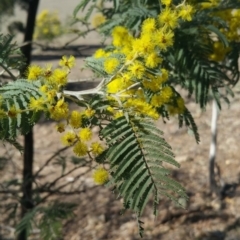 Acacia dealbata (Silver Wattle) at Amaroo, ACT - 13 Sep 2018 by nathkay