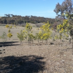 Acacia dealbata at Amaroo, ACT - 13 Sep 2018