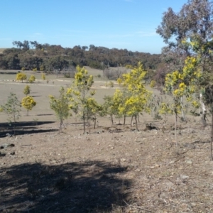 Acacia dealbata at Amaroo, ACT - 13 Sep 2018