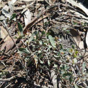 Hibbertia obtusifolia at Amaroo, ACT - 13 Sep 2018