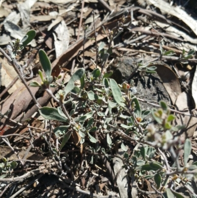 Hibbertia obtusifolia (Grey Guinea-flower) at Amaroo, ACT - 13 Sep 2018 by nathkay