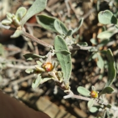 Hibbertia obtusifolia at Amaroo, ACT - 13 Sep 2018