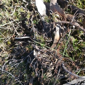 Lissanthe strigosa subsp. subulata at Amaroo, ACT - 13 Sep 2018