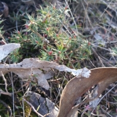 Lissanthe strigosa subsp. subulata at Amaroo, ACT - 13 Sep 2018