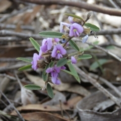 Hovea heterophylla (Common Hovea) at Carwoola, NSW - 22 Sep 2018 by KumikoCallaway