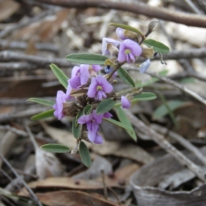 Hovea heterophylla at Carwoola, NSW - 22 Sep 2018 09:50 AM