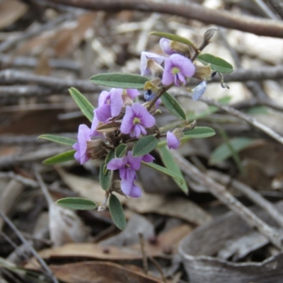 Hovea heterophylla (Common Hovea) at Carwoola, NSW - 22 Sep 2018 by KumikoCallaway