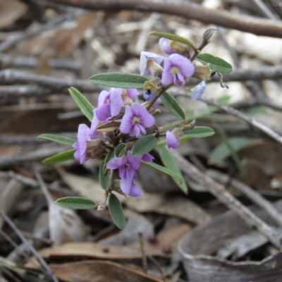 Hovea heterophylla (Common Hovea) at Stony Creek Nature Reserve - 21 Sep 2018 by KumikoCallaway