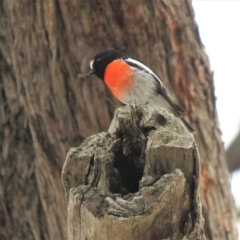 Petroica boodang (Scarlet Robin) at Stony Creek Nature Reserve - 22 Sep 2018 by KumikoCallaway