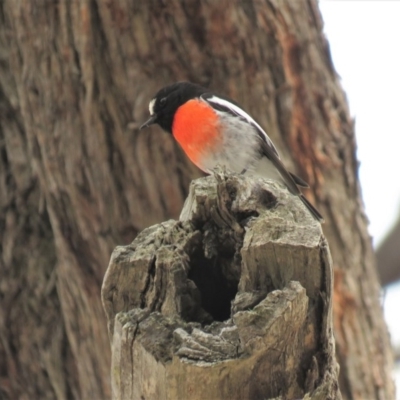 Petroica boodang (Scarlet Robin) at Carwoola, NSW - 22 Sep 2018 by KumikoCallaway